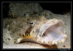 Yawning Crocodile fish(papillociliceps longiceps) - i spe... by Daniel Strub 